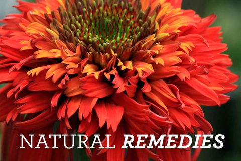 Natural Remedies to Kick that Winter Cold