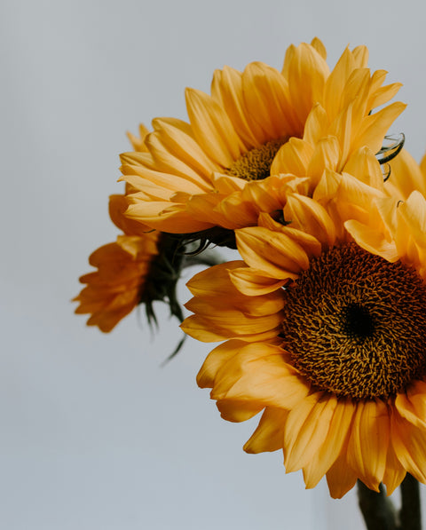 Sunflower Power: 4 Health Benefits of Sunflower Butter