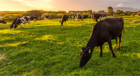 Grass-Fed